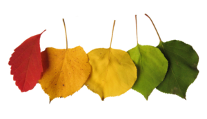 Gesund durch den Herbst